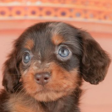 ミニチュアダックスフンド(ロング)【千葉県・女の子・2025年10月13日・チョコレートダップル】の写真「ブリーダーアワード👑全国1位受賞👑🐶」