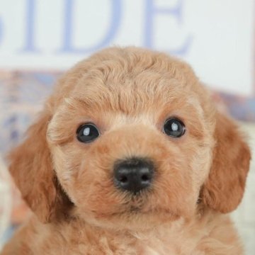 トイプードル(トイ)【千葉県・男の子・2025年5月18日・アプリコット】の写真「🌻子犬を迎えたいけど不安な方へ🐾7/21相談会」
