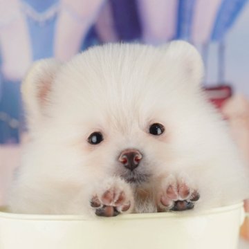 ポメラニアン【千葉県・男の子・2025年7月31日・クリーム】の写真「ブリーダーアワード👑全国1位受賞👑🐶」
