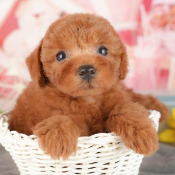 トイプードル(トイ)【千葉県・男の子・2025年6月15日・レッド】の写真「ブリーダーアワード👑全国1位受賞👑🐶」