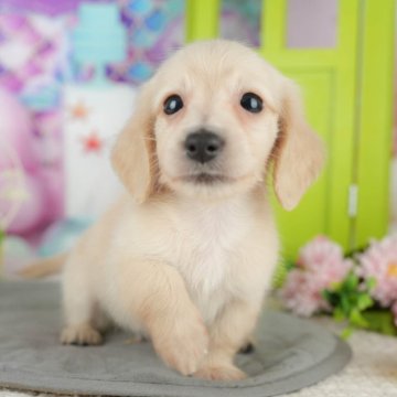 ミニチュアダックスフンド(ロング)【千葉県・男の子・2025年8月16日・イエロー】の写真「ブリーダーアワード👑全国1位受賞👑🐶」