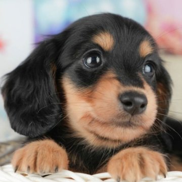 ミニチュアダックスフンド(ロング)【千葉県・女の子・2025年9月24日・ブラック&タン】の写真「ブリーダーアワード👑全国1位受賞👑🐶」