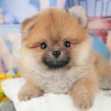 ポメラニアン【千葉県・男の子・2025年8月30日・オレンジ】の写真「ブリーダーアワード👑全国1位受賞👑🐶」