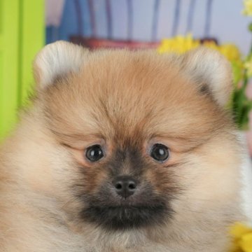 ポメラニアン【千葉県・男の子・2025年10月3日・オレンジ】の写真「ブリーダーアワード👑全国1位受賞👑🐶」