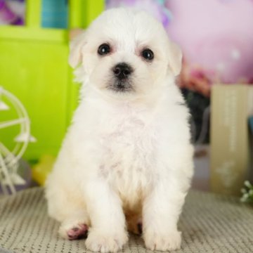 ビションフリーゼ【千葉県・女の子・2024年10月23日・ホワイト】の写真「ブリーダーアワード全犬種全国1位受賞🏆」