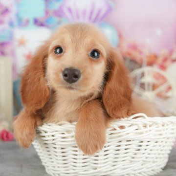 ミニチュアダックスフンド(ロング)【千葉県・男の子・2025年9月24日・イエロー】の写真「ブリーダーアワード👑全国1位受賞👑🐶」