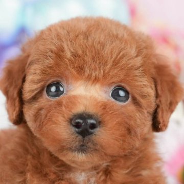 トイプードル(トイ)【千葉県・女の子・2025年4月7日・レッド】の写真「相談会開催🌈5月25日🐶✨」