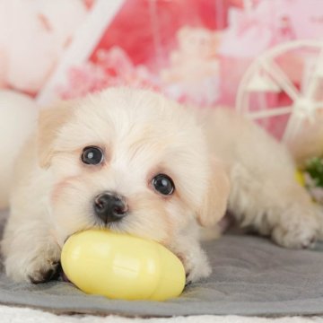 マルプー(マルチーズ×トイプードル)【千葉県・男の子・2025年4月4日・アプリコット】の写真「🐶5/31限定！相談会開催🌈」