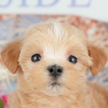 マルプー(マルチーズ×トイプードル)【千葉県・男の子・2025年3月23日・アプリコット】の写真「🐶5/31限定！相談会開催🌈」