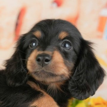 ミニチュアダックスフンド(ロング)【千葉県・男の子・2025年9月24日・ブラック&タン】の写真「ブリーダーアワード👑全国1位受賞👑🐶」