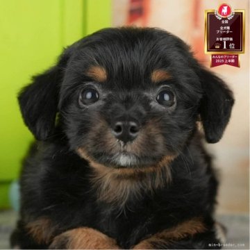 千葉県のチワプー(チワワ×トイプードル)の子犬を探す