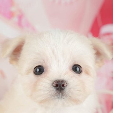 チワマル(マルチーズ×チワワ)【千葉県・女の子・2025年9月22日・クリーム】の写真「ブリーダーアワード👑全国1位受賞👑🐶」