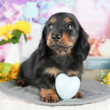 ミニチュアダックスフンド(ロング)【千葉県・女の子・2025年3月30日・ブラック&タン】の写真「🐶5/31限定！相談会開催🌈」