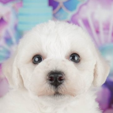 ビションフリーゼ【千葉県・男の子・2025年8月3日・ホワイト】の写真「ブリーダーアワード👑全国1位受賞👑🐶」