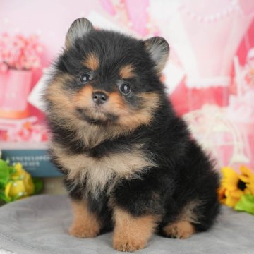 ポメラニアン【千葉県・女の子・2025年4月2日・ブラック&タン】の写真「相談会開催🌈5月25日🐶✨」