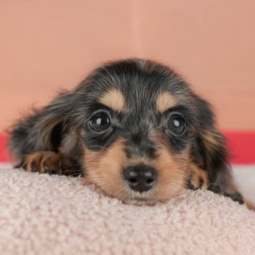 ミニチュアダックスフンド(ロング)【千葉県・女の子・2025年10月5日・シルバーダップル】の写真「ブリーダーアワード👑全国1位受賞👑🐶」