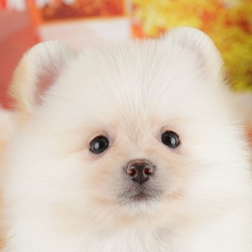 ポメラニアン【千葉県・男の子・2025年7月31日・クリーム】の写真「ブリーダーアワード👑全国1位受賞👑🐶」