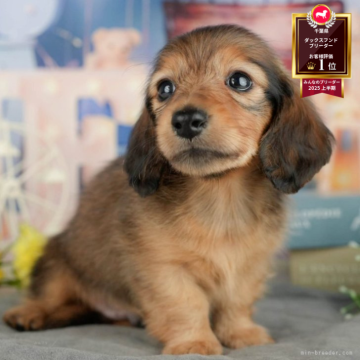 ミニチュアダックスフンド(ロング)【千葉県・男の子・2025年6月2日・シェーデッドレッド】の写真「🌻子犬を迎えたいけど不安な方へ🐾7/21相談会」
