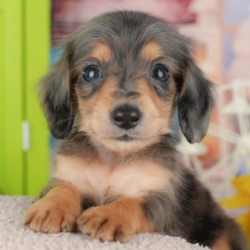 ミニチュアダックスフンド(ロング)【千葉県・男の子・2025年9月24日・シルバーダップル】の写真「ブリーダーアワード👑全国1位受賞👑🐶」