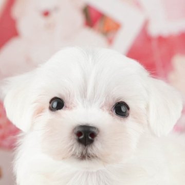 マルチーズ【千葉県・女の子・2025年9月9日・ホワイト】の写真「ブリーダーアワード👑全国1位受賞👑🐶」
