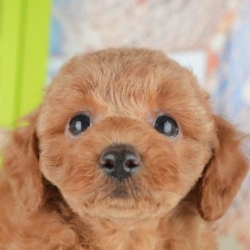 トイプードル(トイ)【千葉県・男の子・2025年4月4日・レッド】の写真「🐶5/31限定！相談会開催🌈」