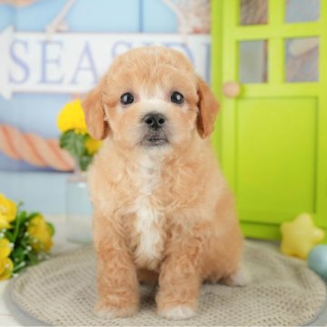 ミックス(ビションフリーゼ×トイプードル)【千葉県・男の子・2024年12月30日・アプリコット】の写真「お客様の評価ランキング💖2024年度 日本1位🏆」