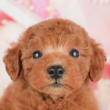 トイプードル(トイ)【千葉県・男の子・2025年4月27日・レッド】の写真「緊急開催📢6/21🐶相談会開催🌼」