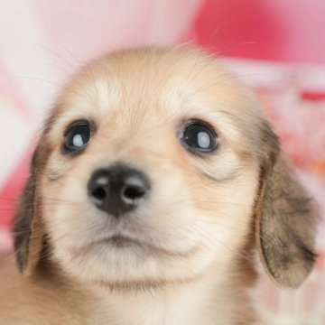 ミニチュアダックスフンド(ロング)【千葉県・男の子・2025年7月3日・シェーデッドイエロー】の写真「夏休みはお迎えのベストシーズン 🍉🐶」
