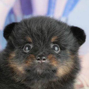 ポメラニアン【千葉県・女の子・2025年4月2日・ブラック&タン】の写真「子犬を迎えたい方へ🎀7/5相談会開催！」