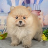 ポメラニアン