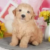 ビションプープー(トイプードル×ビションプー)【千葉県・男の子・2025年5月19日・アプリコット】の写真1「この子が気になった方は、[[この子犬の見学希望]]ボタンからお気軽にお問い合わせ下さい😊」