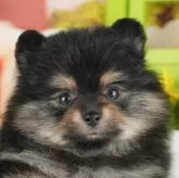 ポメラニアン