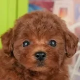 トイプードル(トイ)