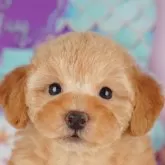 トイプードル(トイ)