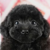 トイプードル(トイ)