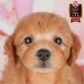 トイプードル(トイ)