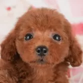 トイプードル(トイ)