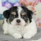 チワワ(ロング)