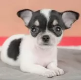 チワワ(スムース)