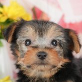 ヨークシャーテリア