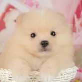 ポメラニアン