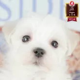マルチーズ