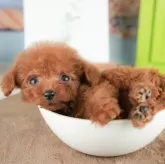 タイニープードル