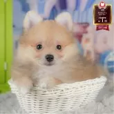ポメラニアン