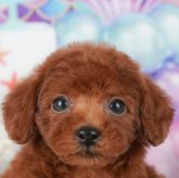 トイプードル(トイ)