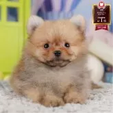 ポメラニアン