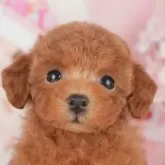 タイニープードル
