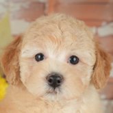 トイプードル(トイ)