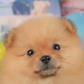 ポメラニアン