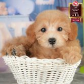 トイプードル(トイ)